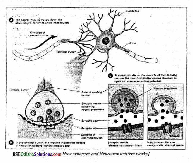 Define AH or None law. Neural transmission or synapse Q2