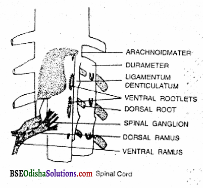 Describe the structure and function of the spinal cord Q3