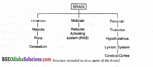 Describe the structure of the human brain Q9 1.1