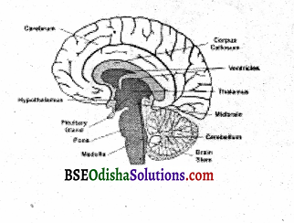 Describe the structure of the human brain Q9 1.2