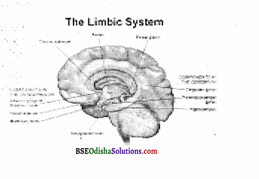 Describe the structure of the human brain Q9 1.5