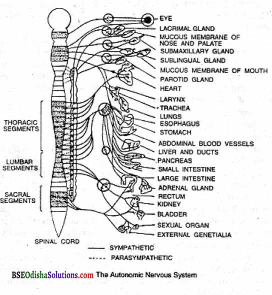 State the structure and function of the autonomic nervous system Q6