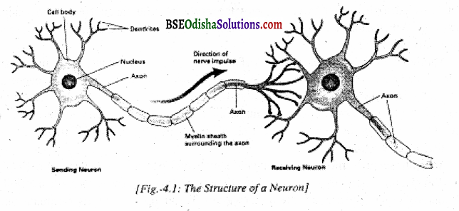 What is Neuron Q1