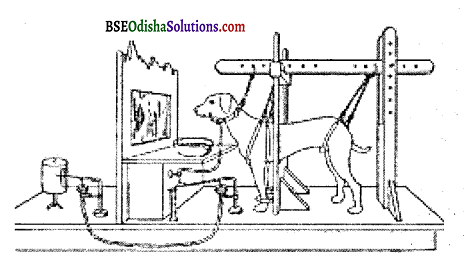 What is classical conditioning Describe determinants and basic process in classical conditioningQ12
