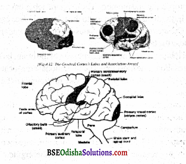 What is the cerebrum and describe how does the brain function Q 11